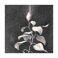 a glowing plant burns in the darkness