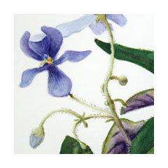 A somewhat wild and anatomized gouache painting of an African violet