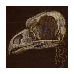 An owl skull drawn in colored pencils on black paper